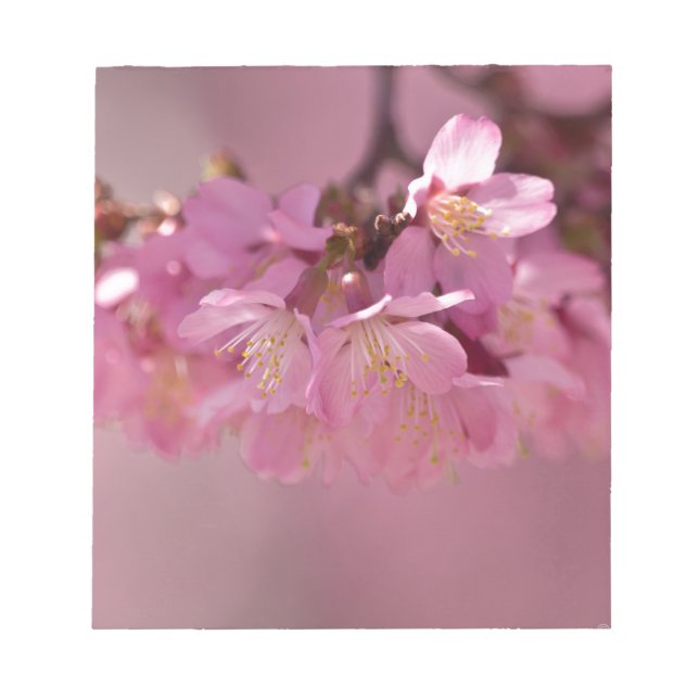 Sakura Cherry Blossoms Delicate Pink Bouquet Notepad (Front)