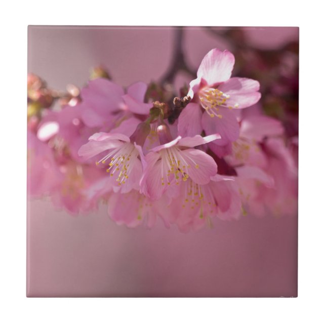 Sakura Cherry Blossoms Delicate Pink Bouquet Tile (Front)