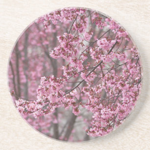 Sakura Cherry Blossoms Flowing Pink Coaster