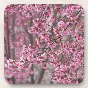 Sakura Cherry Blossoms Flowing Pink Coaster