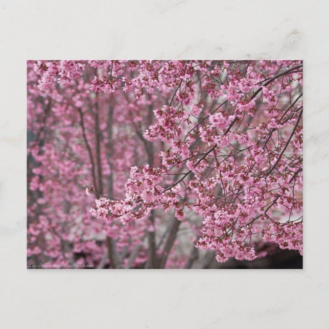 Sakura Cherry Blossoms Flowing Pink Postcard (Front)
