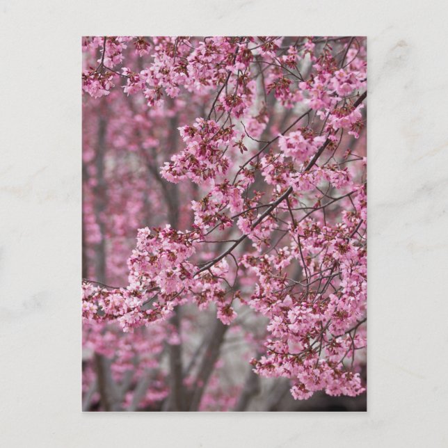 Sakura Cherry Blossoms Flowing Pink Postcard (Front)