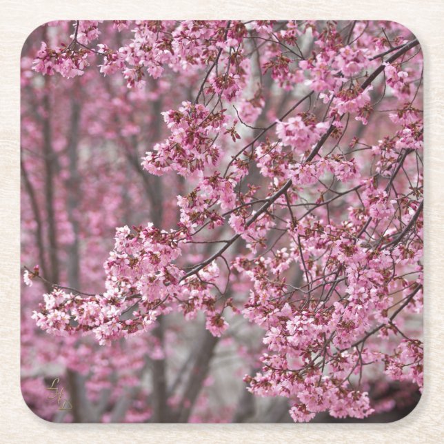 Sakura Cherry Blossoms Flowing Pink Square Paper Coaster (Front)