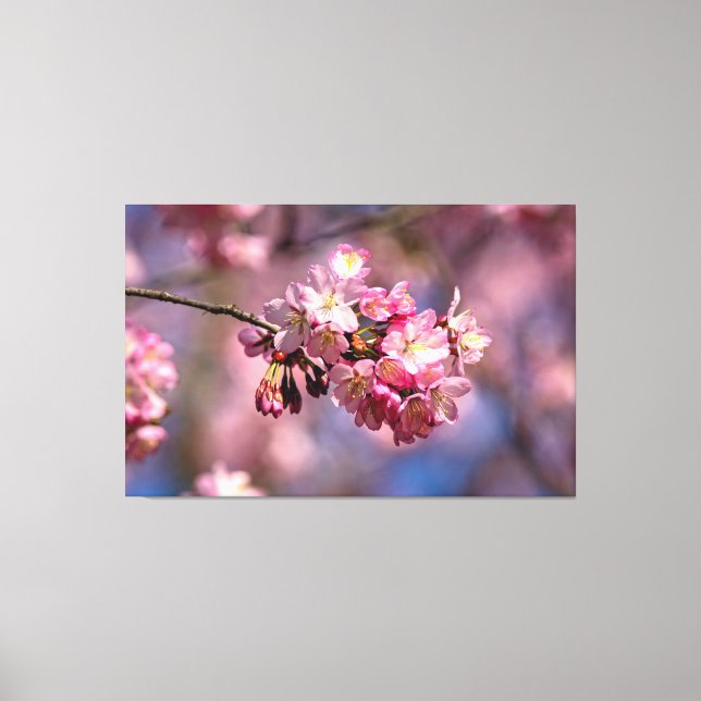 Sakura Cherry Blossoms In Pink Colours Of Spring Canvas Print (Front)