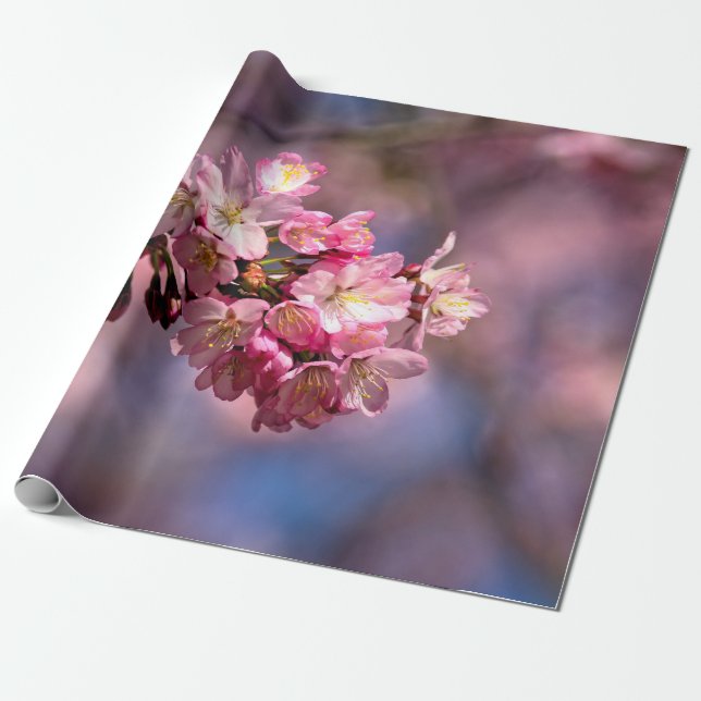 Sakura Cherry Blossoms In Pink Wrapping Paper (Unrolled)