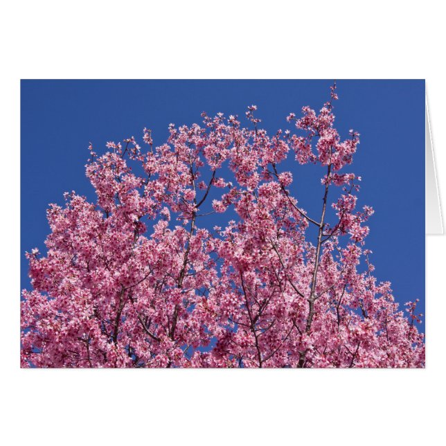 Sakura Cherry Blossoms Into The Blue (Front Horizontal)