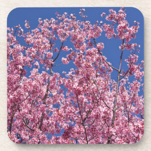 Sakura Cherry Blossoms Into The Blue Coaster