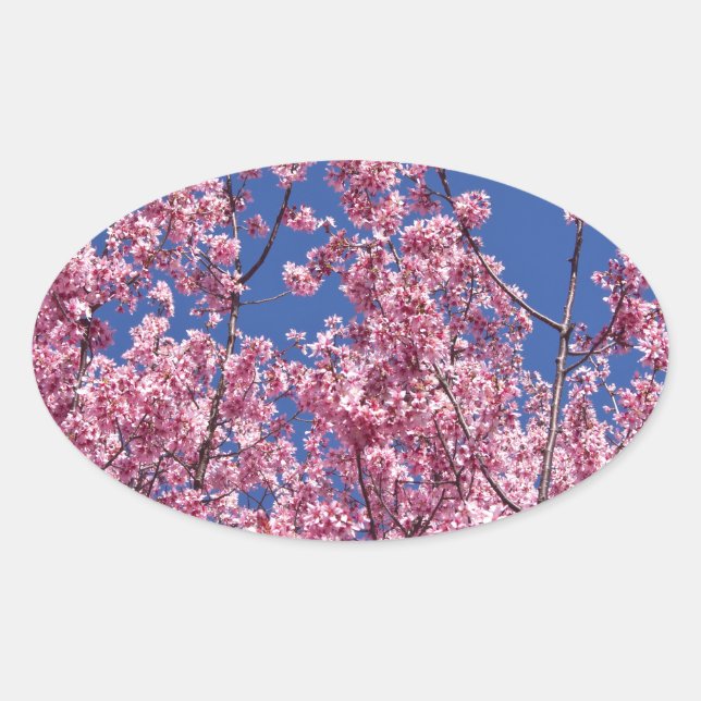 Sakura Cherry Blossoms Into The Blue Oval Sticker (Front)