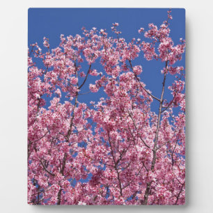 Sakura Cherry Blossoms Into The Blue Plaque