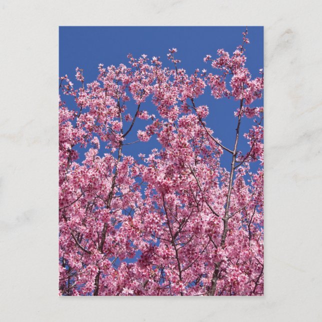 Sakura Cherry Blossoms Into The Blue Postcard (Front)