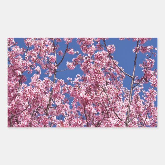 Sakura Cherry Blossoms Into The Blue Rectangular Sticker (Front)