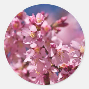 Sakura Cherry Blossoms Kissed by Sunlight Classic Round Sticker