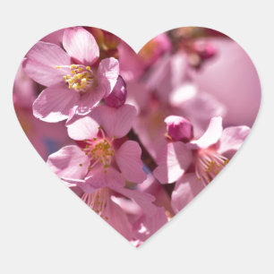 Sakura Cherry Blossoms Kissed by Sunlight Heart Sticker