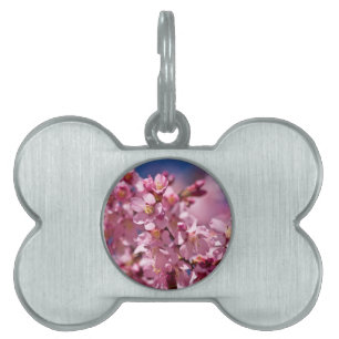 Sakura Cherry Blossoms Kissed by Sunlight Pet Tag