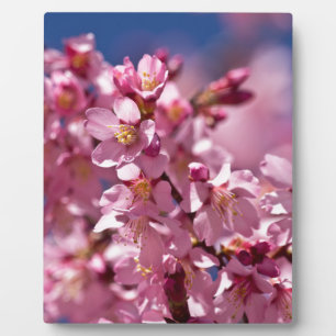 Sakura Cherry Blossoms Kissed by Sunlight Plaque