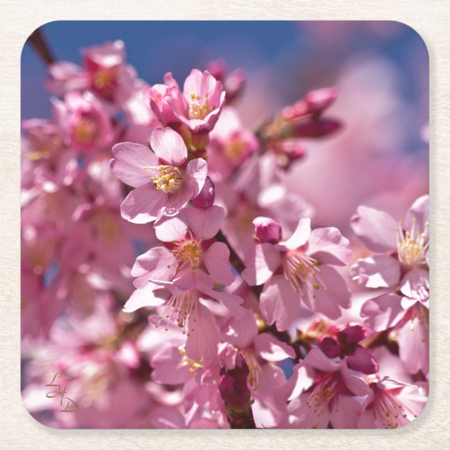 Sakura Cherry Blossoms Kissed by Sunlight Square Paper Coaster (Front)