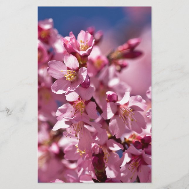 Sakura Cherry Blossoms Kissed by Sunlight Stationery (Front)