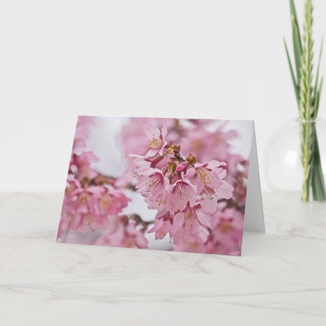 Sakura Cherry Blossoms Pale Pink Card (Front)