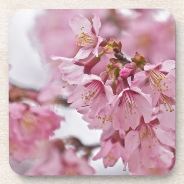 Sakura Cherry Blossoms Pale Pink Coaster (Front)