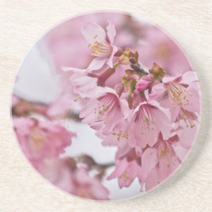 Sakura Cherry Blossoms Pale Pink Coaster