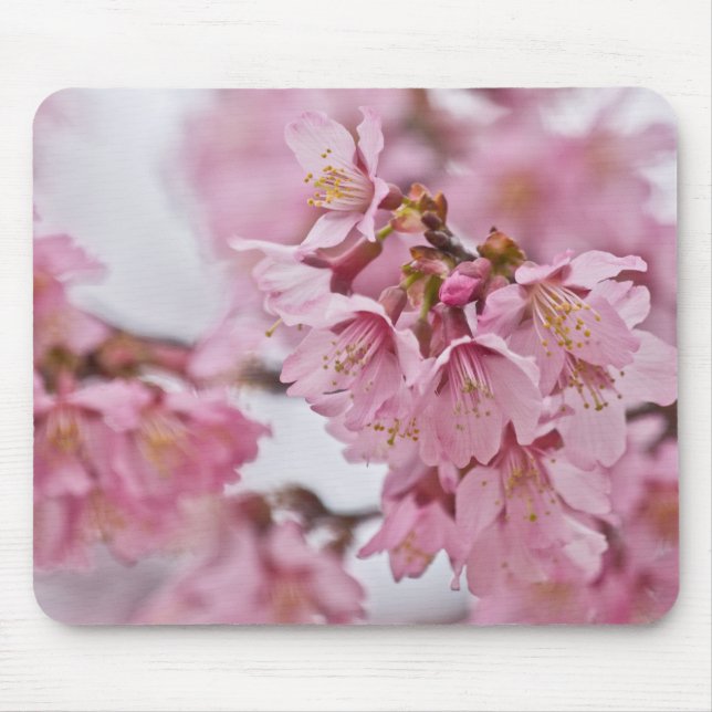 Sakura Cherry Blossoms Pale Pink Mouse Pad (Front)