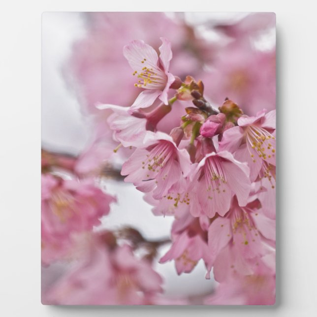 Sakura Cherry Blossoms Pale Pink Plaque (Front)