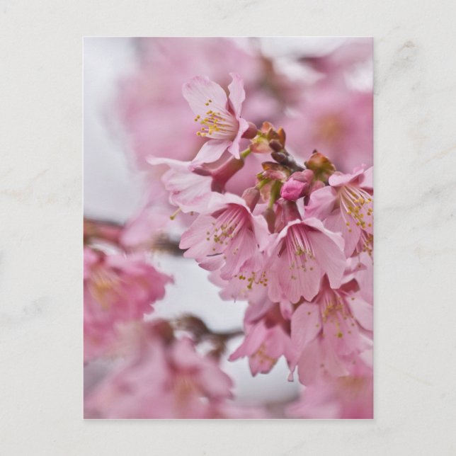 Sakura Cherry Blossoms Pale Pink Postcard (Front)