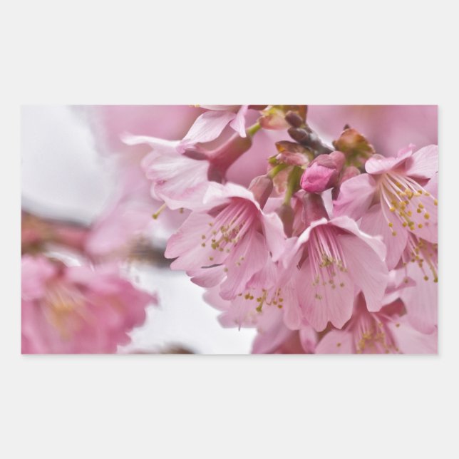 Sakura Cherry Blossoms Pale Pink Rectangular Sticker (Front)