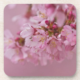 Sakura Cherry Blossoms Pale Pink Reflections Coaster
