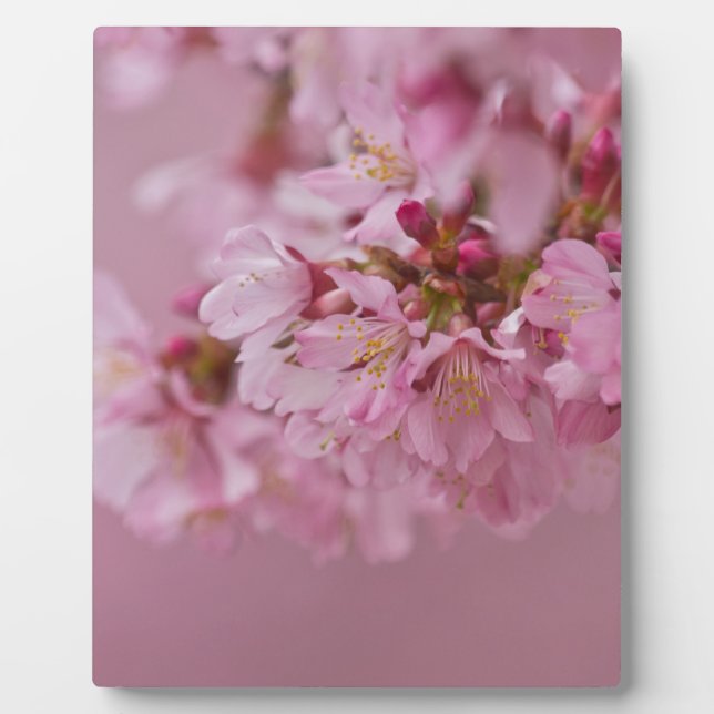 Sakura Cherry Blossoms Pale Pink Reflections Plaque (Front)