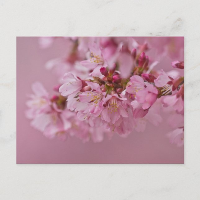 Sakura Cherry Blossoms Pale Pink Reflections Postcard (Front)