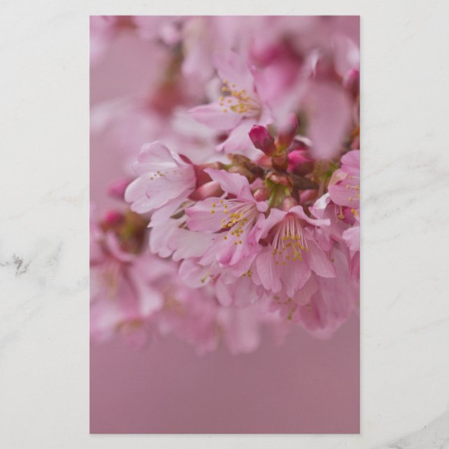 Sakura Cherry Blossoms Pale Pink Reflections Stationery (Front)