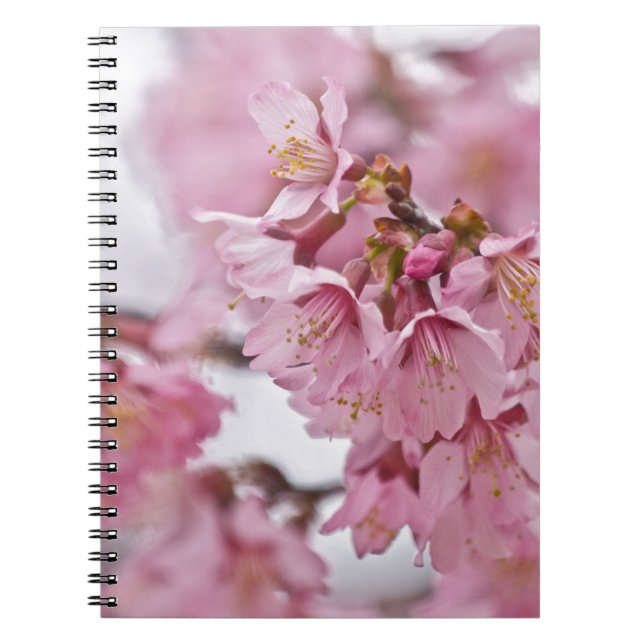Sakura Cherry Blossoms Pale Pink Spiral Notebook (Front)