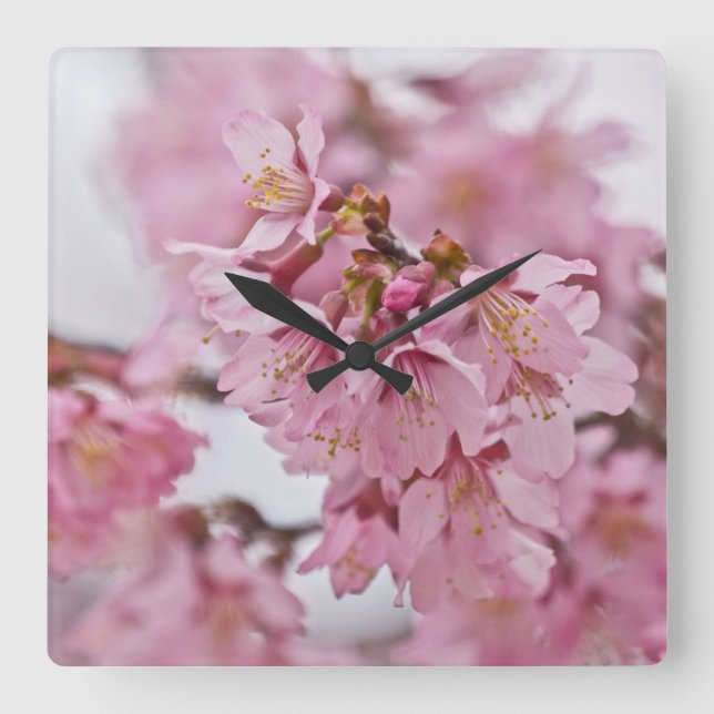 Sakura Cherry Blossoms Pale Pink Square Wall Clock (Front)