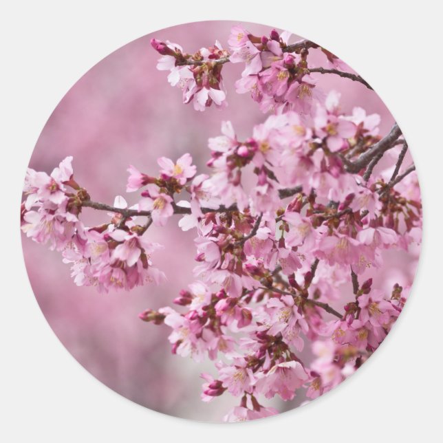 Sakura Cherry Blossoms Pastel Pink Layers Classic Round Sticker (Front)