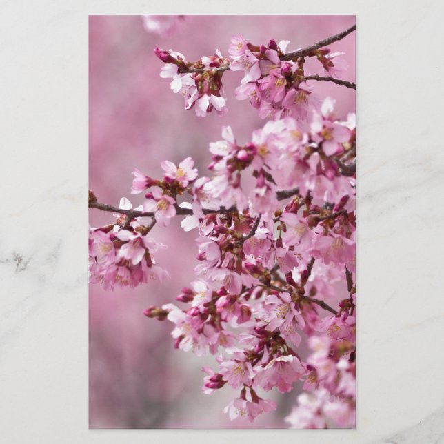 Sakura Cherry Blossoms Pastel Pink Layers Stationery (Front)