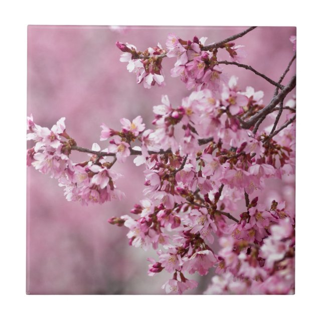 Sakura Cherry Blossoms Pastel Pink Layers Tile (Front)