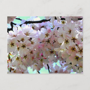 Sakura Cherry Blossoms Postcard