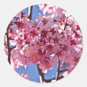 Sakura Cherry Blossoms Red Stars Classic Round Sticker