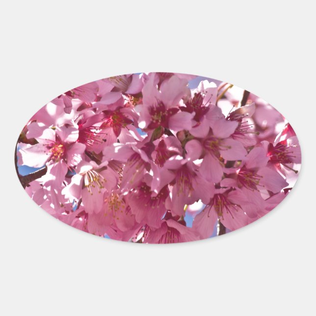 Sakura Cherry Blossoms Red Stars Oval Sticker (Front)
