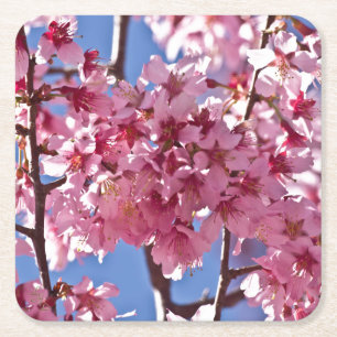 Sakura Cherry Blossoms Red Stars Square Paper Coaster
