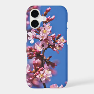 Sakura Cherry Blossoms Touching Blue