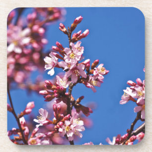 Sakura Cherry Blossoms Touching Blue Coaster