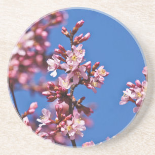 Sakura Cherry Blossoms Touching Blue Coaster