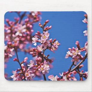 Sakura Cherry Blossoms Touching Blue Mouse Pad