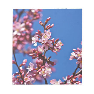 Sakura Cherry Blossoms Touching Blue Notepad