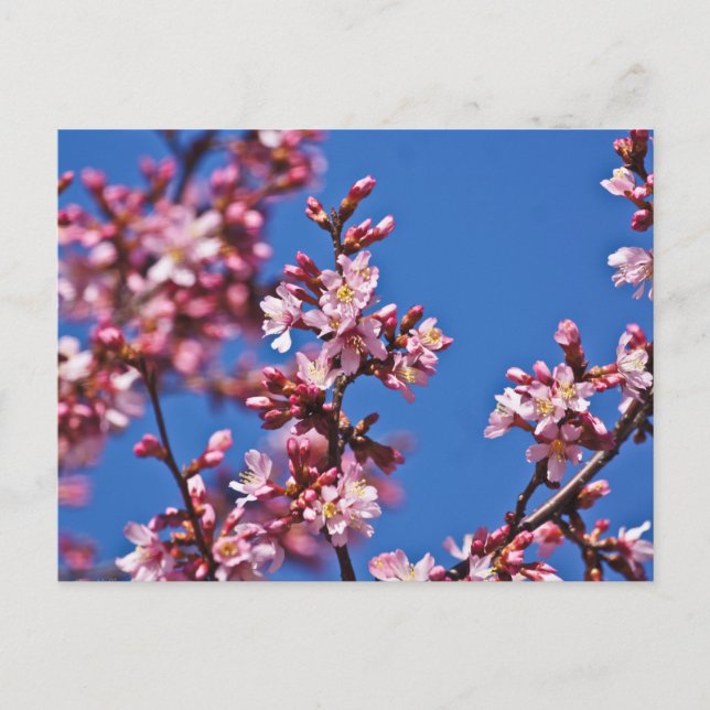 Sakura Cherry Blossoms Touching Blue Postcard (Front)