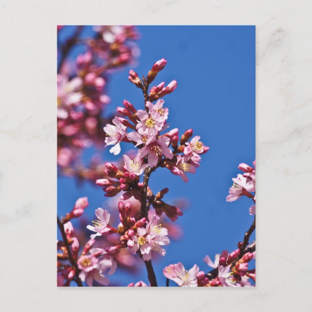 Sakura Cherry Blossoms Touching Blue Postcard (Front)