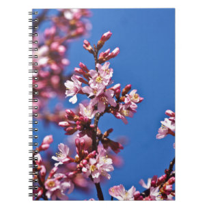Sakura Cherry Blossoms Touching Blue Spiral Notebook