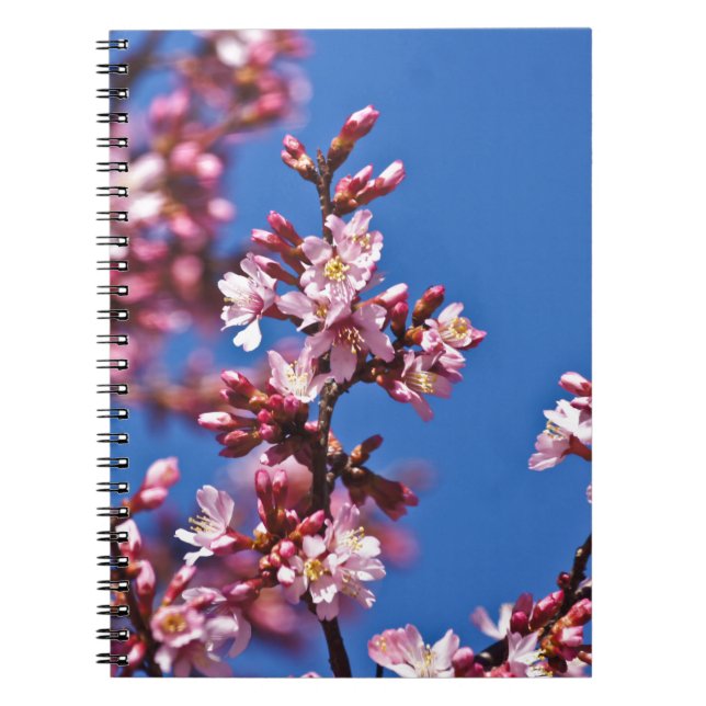 Sakura Cherry Blossoms Touching Blue Spiral Notebook (Front)